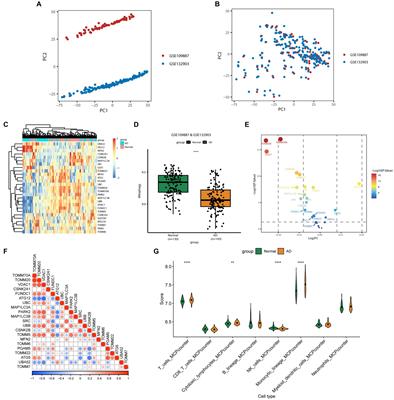 Identification of mitochondrial-related genes as potential biomarkers for the subtyping and prediction of Alzheimer’s disease